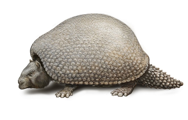 extinct glyptodonts Image Credit: Carl Buell an extinct glyptodonts